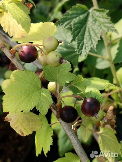 Смородина, жимолость с ягодами