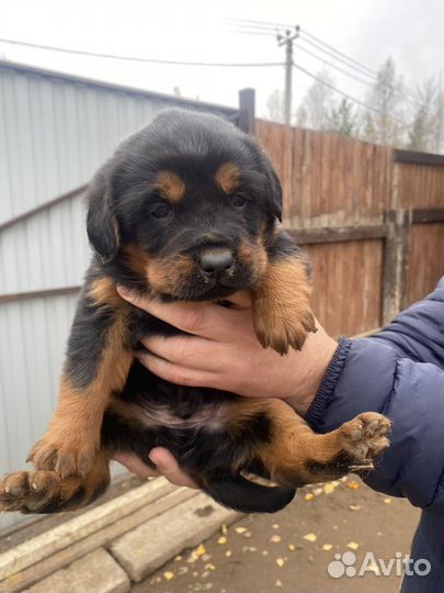 Щенята в добрые руки