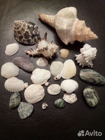 Ракушки морские