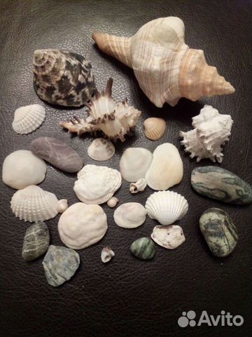 Ракушки морские