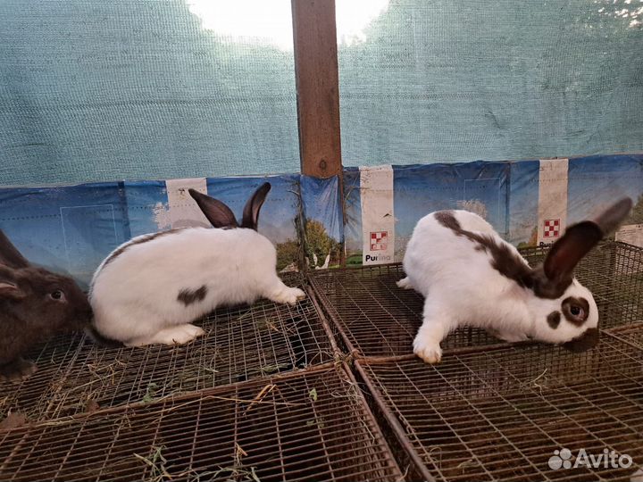 Продам молодых самцов нпв