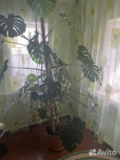 Монстера