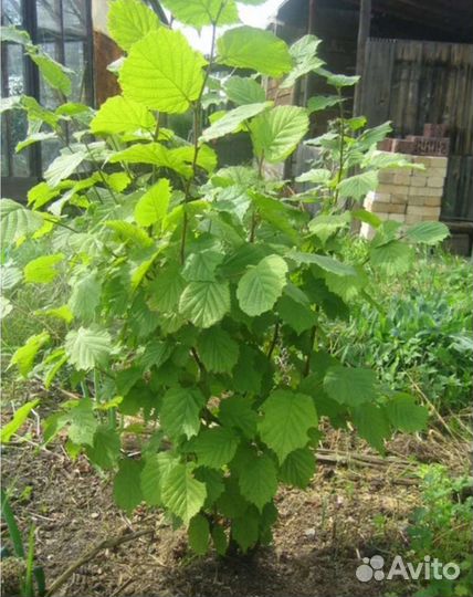 Лесной орех(лещина)