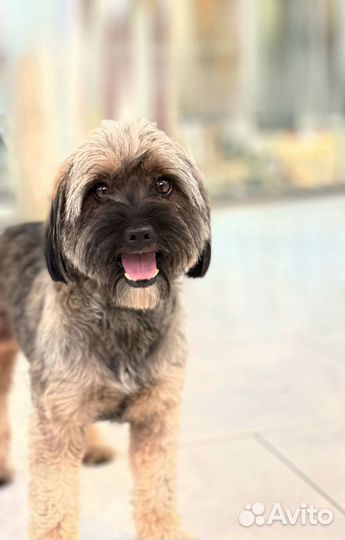 Миниатюрная собачка терьер в добрые руки