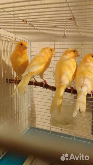 Канарейки