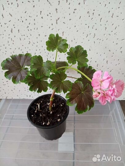 Пеларгонии зональные сортовые