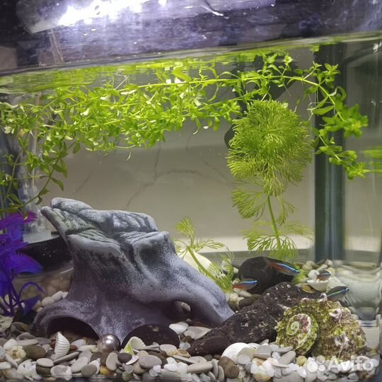 Аквариум с рыбками