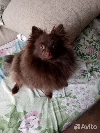 Немецкий шпиц девочка