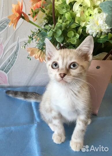 Котодети в добрые руки