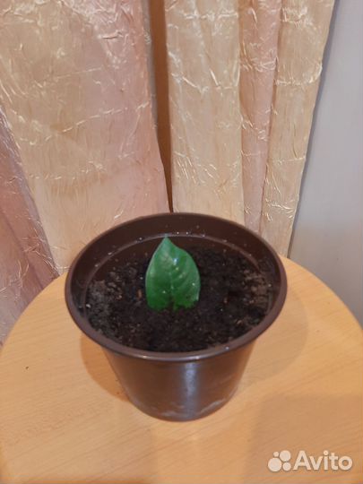 Замиокулькас