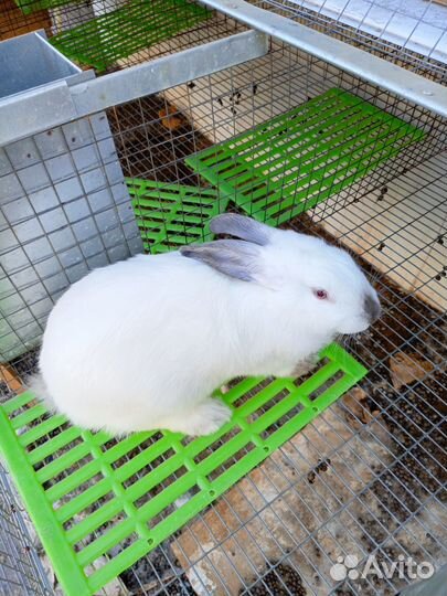 Клетка для кролика