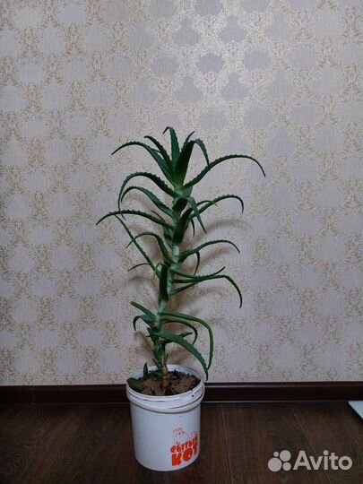 Алоэ столетник