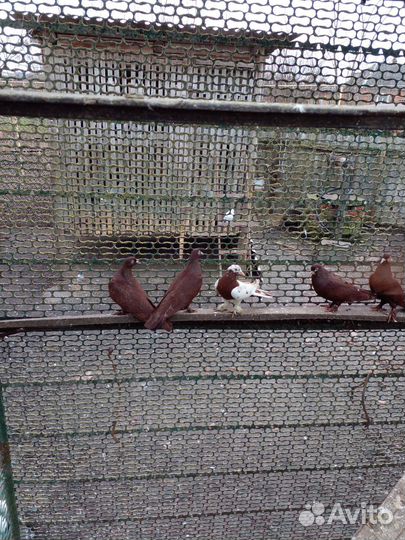 Продажа голубей