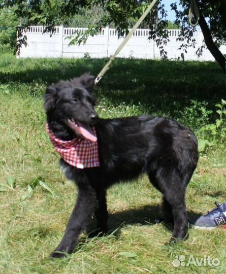 Собака в добрые руки, Пушкин