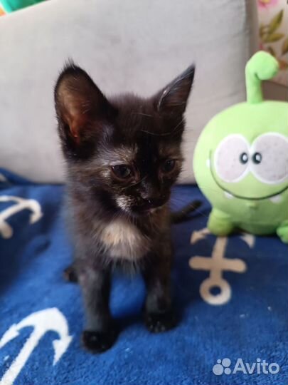 Милые котята