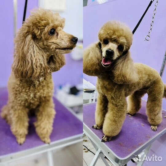 Груминг, стрижка собак, тримминг, доставка