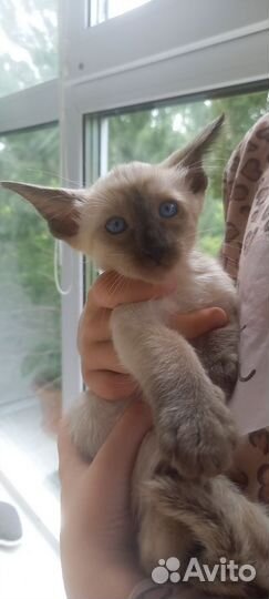 Ориентальный котенок девочка