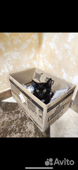 Котенок в добрые руки