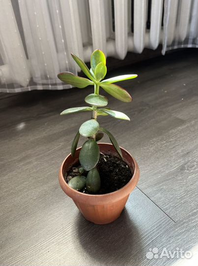 Толстянка (денежное дерево)