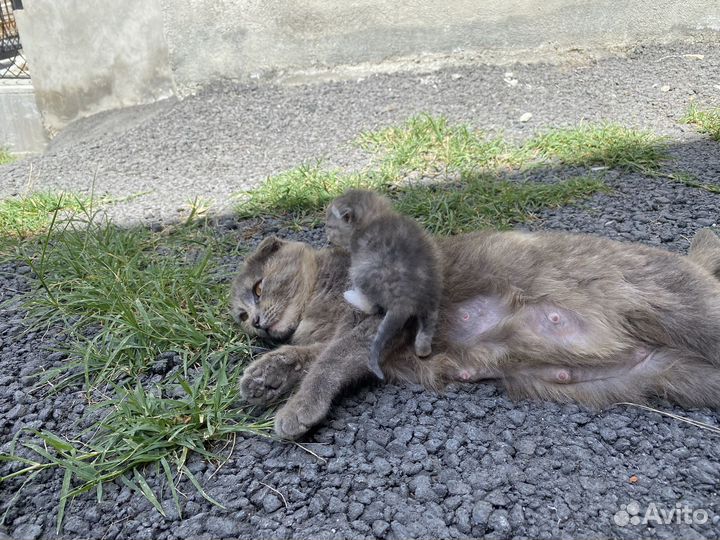 Кошка с тремя котятами