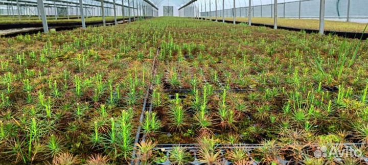 Саженцы ели европейской зкс опт