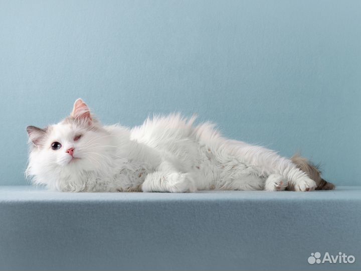 Нежная одноглазая кошечка Тухти