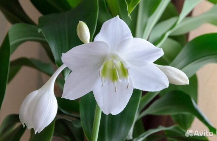 Домашние цветы