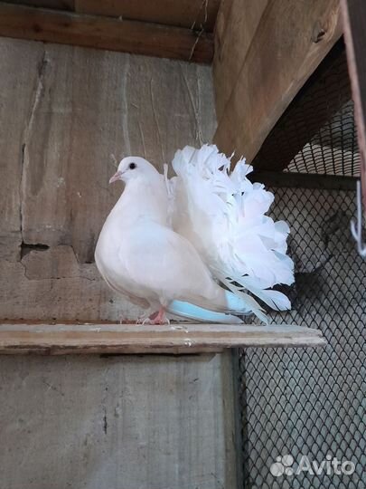 Голуби павлины