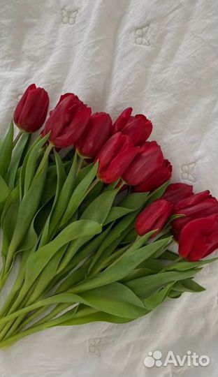 Тюльпаны к 8 марта оптом