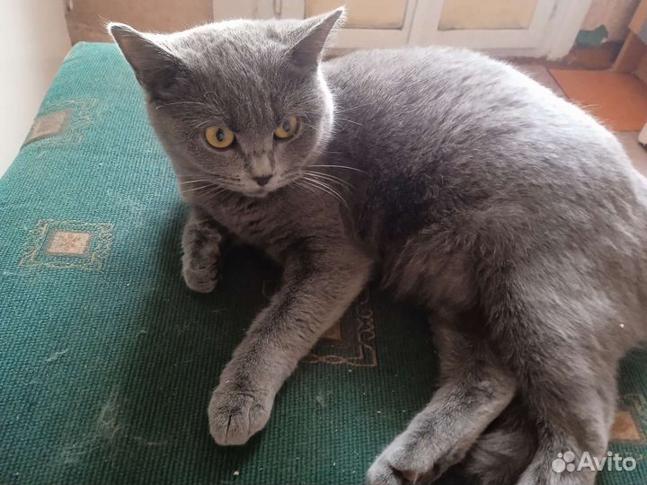Отдам бесплатно кошку смесь с британцем