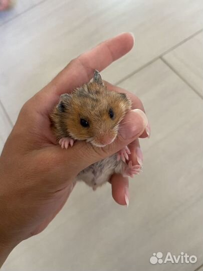 Сирийский хомяк малыши