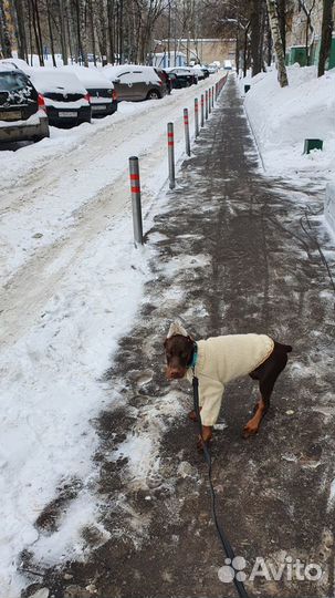 Свитер на зиму для собаки