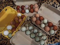Инкубационное яйцо и 25 цыплят пасхальных кур