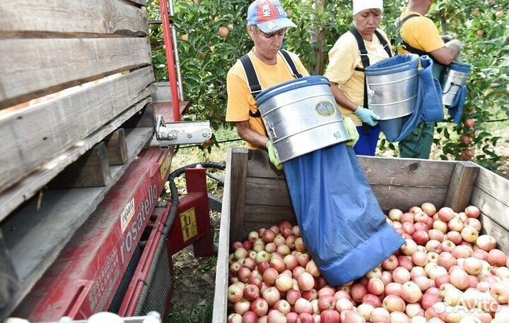Сборщик яблок. Сезонная работа