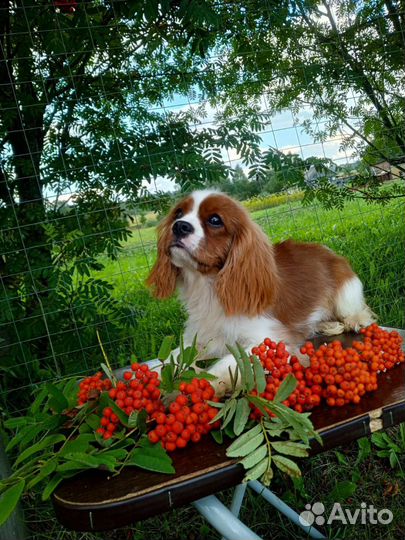 Собаки щенки