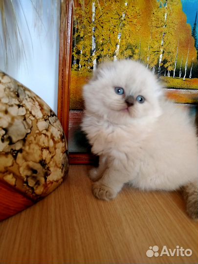 Голубоглазые котята