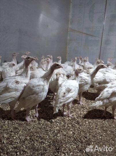 Бройлеры, утки, муларды, гуси, индюки