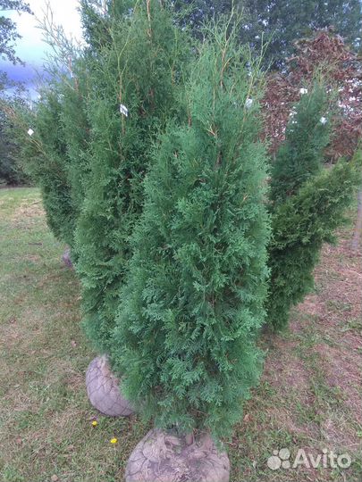 Туя западная Колумна 1.5-1.7 м