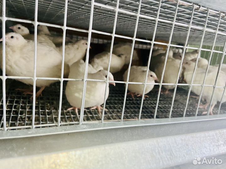 Перепел техасцы несушки, яйцо кур, перепелок