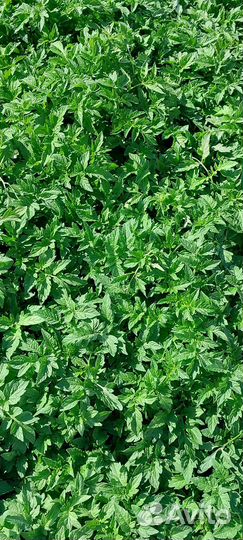 Рассада помидор, перец, огурцы, капуста