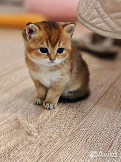 Шотландские котята