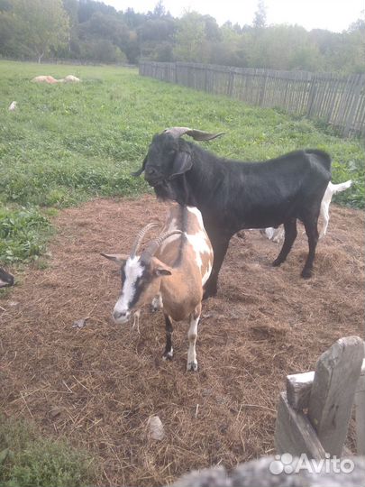 Козел нубийский козы