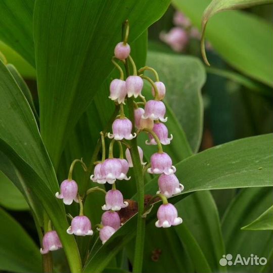 Ландыш розовый и махровый