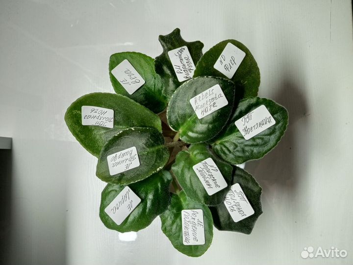 Сортовые фиалки листики