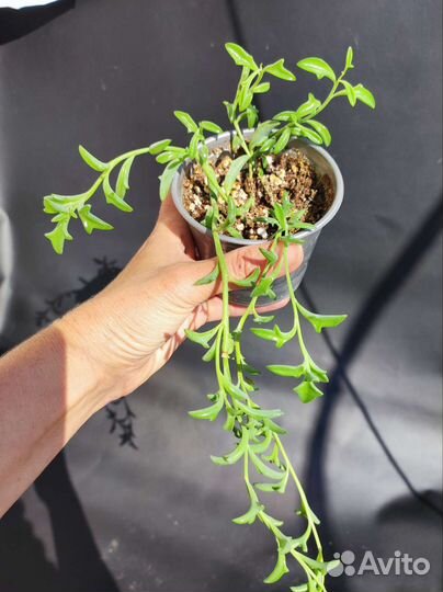 Крестовник Перегринус (Дельфинчики) - детки