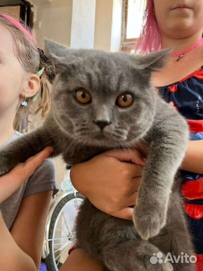 Британский кот в добрые руки