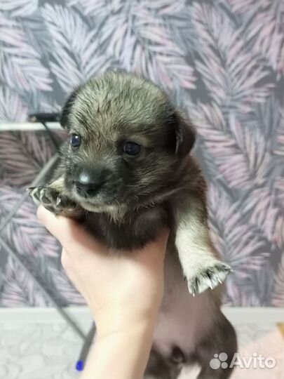 Маленькие собачки щенята