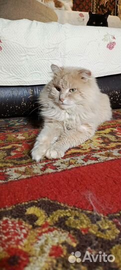 Котик в дар персиковый пушистый