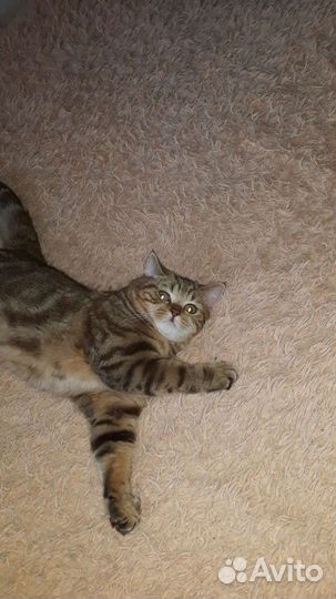 Кот ищет кошечку