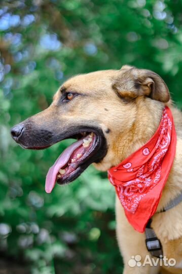 Ищем семью для пёсика